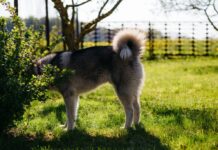 Santasbet Casino Experience and Features